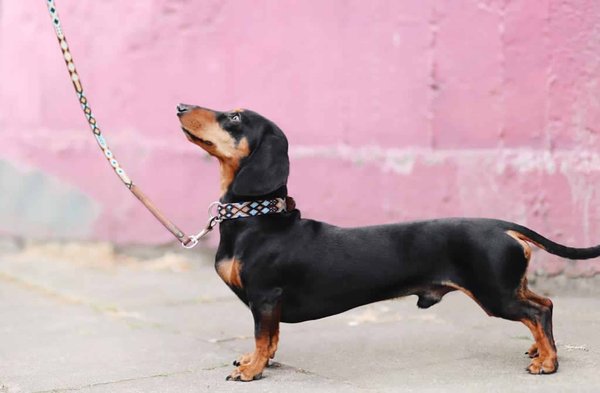 How to choose the right leash for your dog's size and breed?