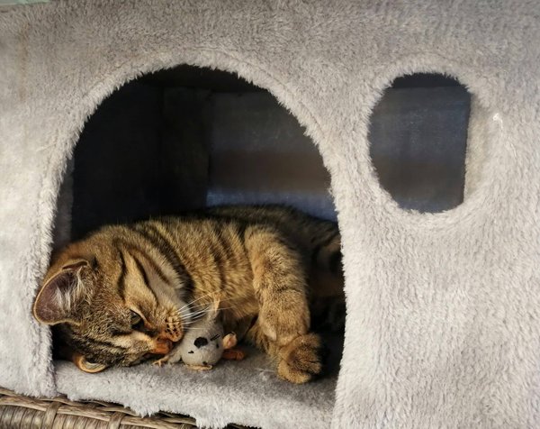 Can indoor cats get lonely?